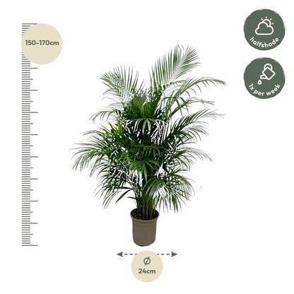 Dypsis Lutescens (Areca Palme)