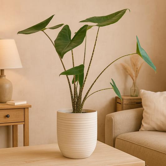 Alocasia Zebrina – 100 cm, Ø 21 cm