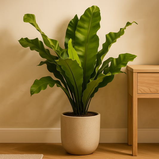 Asplenium Nidum – 80 cm, Ø 21 cm