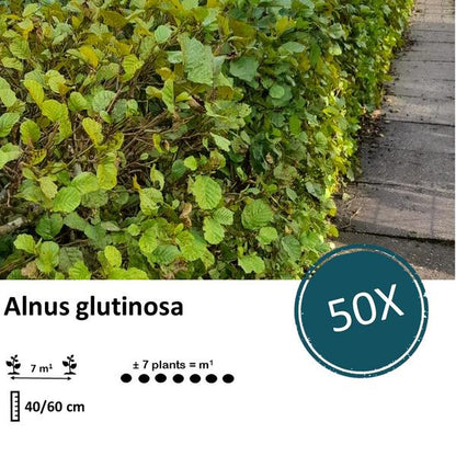 Alnus glutinosa – Schwarzerle wurzelnackt