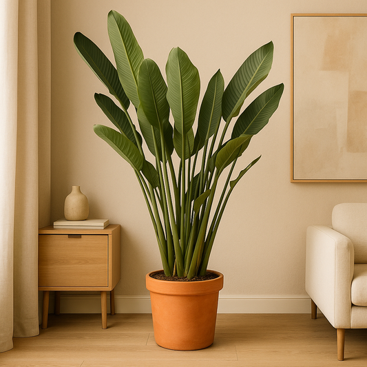 Strelitzia Reginae XL – 180 cm, Ø 50 cm