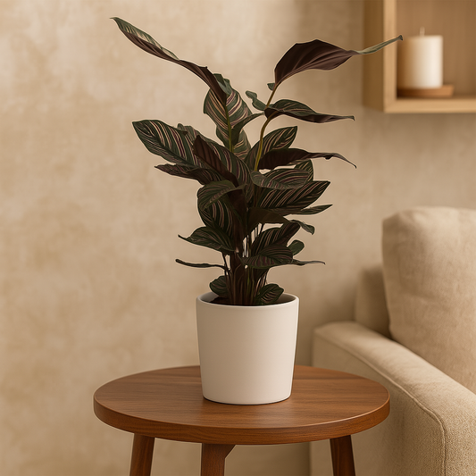 Calathea Sanderiana – 80 cm, Ø 19 cm