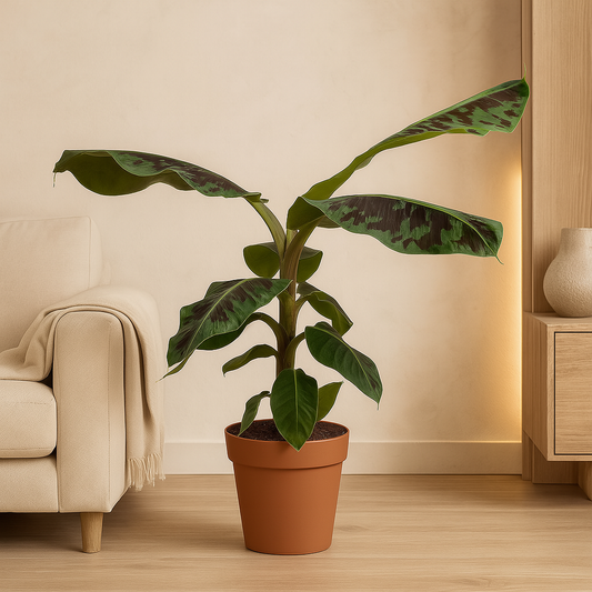 Bananenplant Musa – 80 cm, Ø 21 cm