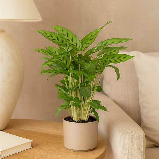 Calathea Leopardina – 35 cm, Ø 12 cm