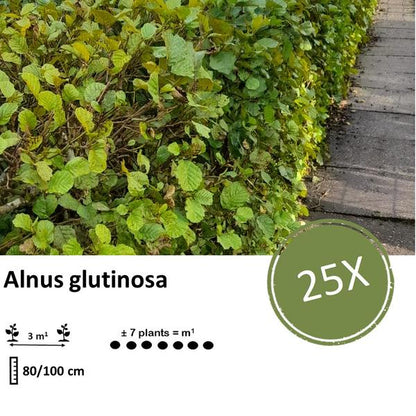 Alnus glutinosa – Schwarzerle wurzelnackt