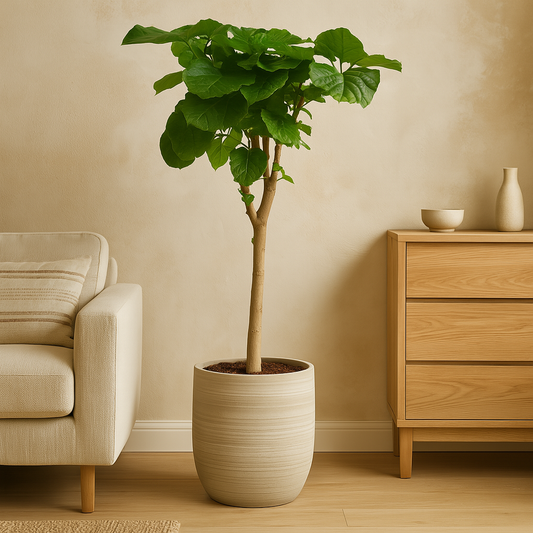 Ficus Umbellata stam – 150 cm, Ø 33 cm