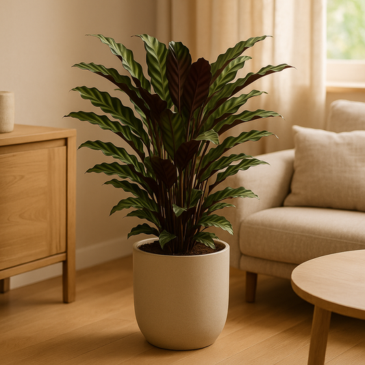 Calathea Wavestar – 80 cm, Ø 19 cm