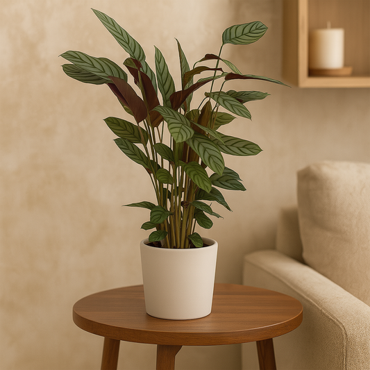 Calathea Compactstar – 80 cm, Ø 19 cm
