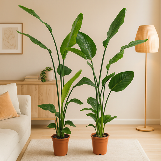 2x Strelitzia Nicolai – 130 cm, Ø 17 cm