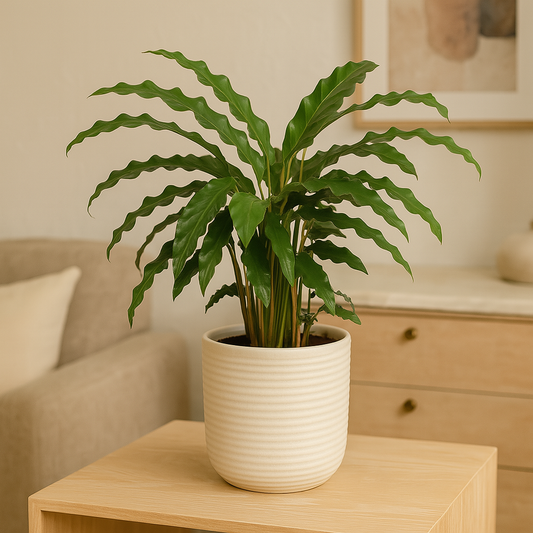 Calathea Bluegrass – 35 cm, Ø 12 cm