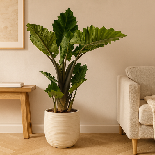 Alocasia Low Raider – 75 cm, Ø 26 cm