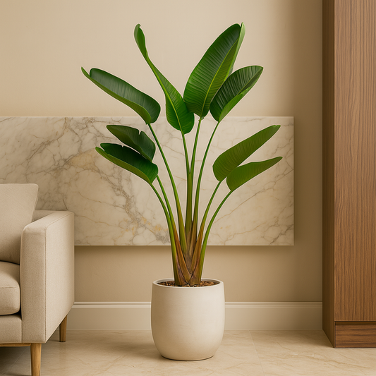 Strelitzia Augusta – 160 cm, Ø 28 cm