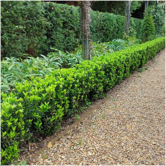 Euonymus 'Green Spire' – Immergrüne Heckenpflanze