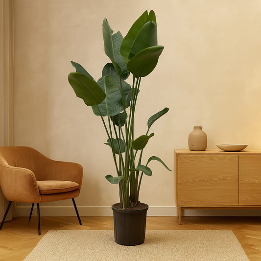 Strelitzia Nicolai XXL – 250 cm, Ø 50 cm