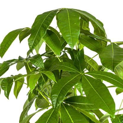 Pachira Aquatica – Glückskastanie mit Zopf-Stamm