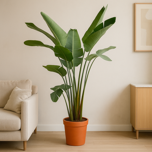 Strelitzia Augusta de luxe XXL – 250 cm, Ø 38 cm