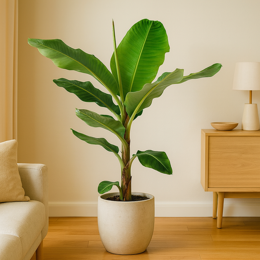 Bananenplant (Musa) – 140 cm, Ø 27 cm