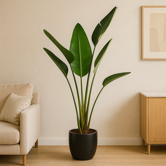 Strelitzia Augusta – 180 cm, Ø 30 cm