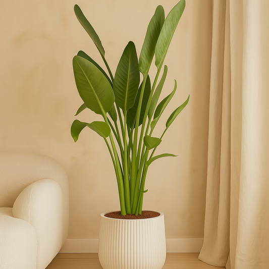 Strelitzia Reginae – 130 cm, Ø 24 cm