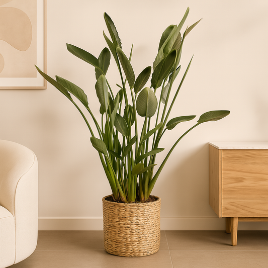 Strelitzia Reginae XL – 160 cm, Ø 30 cm