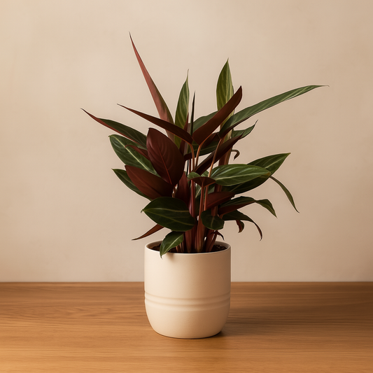 Calathea Stripestar – 40 cm, Ø 12 cm