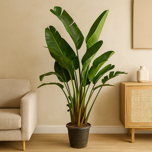 Strelitzia Augusta multi stam XXL – 250 cm, Ø 50 cm