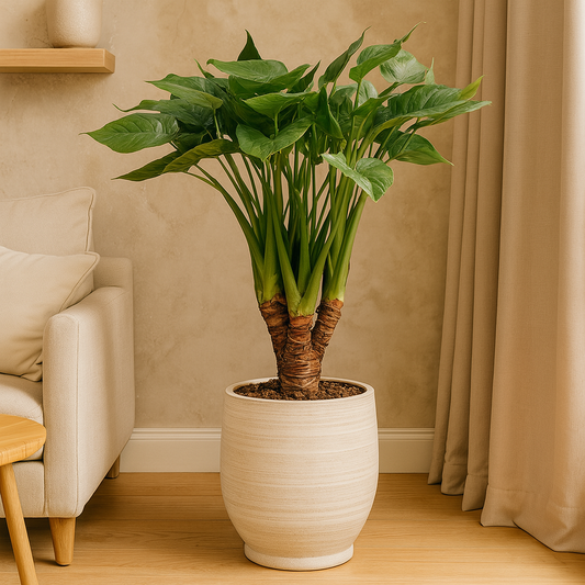Alocasia Cucullata – 120 cm, Ø 26 cm