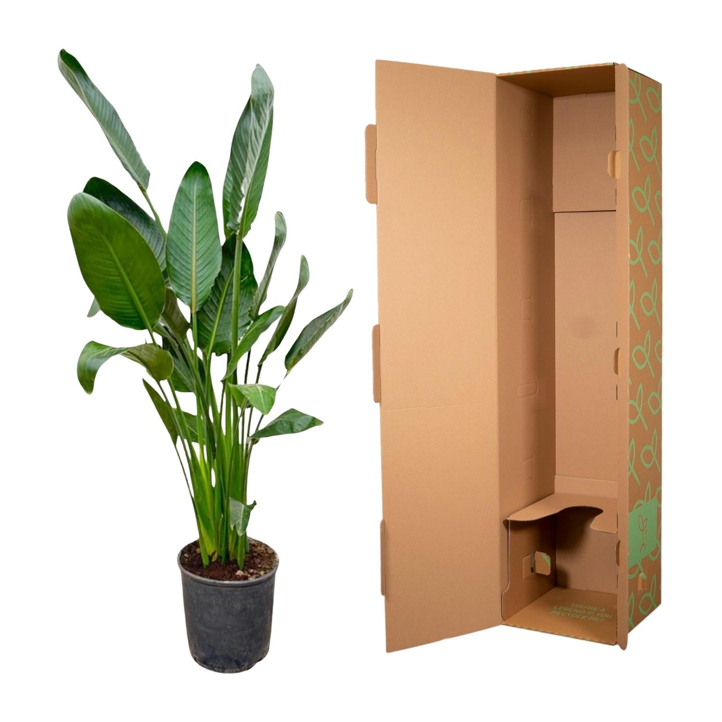 Strelitzia Reginae – 130 cm, Ø 24 cm