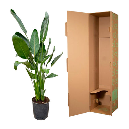 Strelitzia Reginae – 130 cm, Ø 24 cm