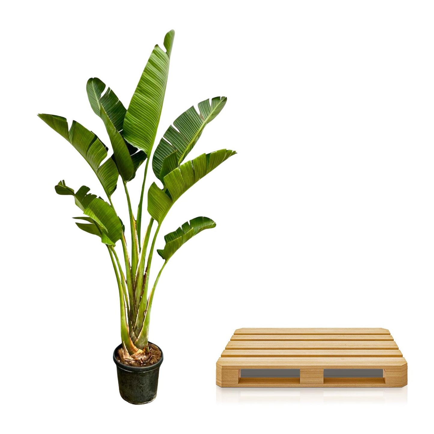 Strelitzia Augusta – 250 cm, Ø 45 cm