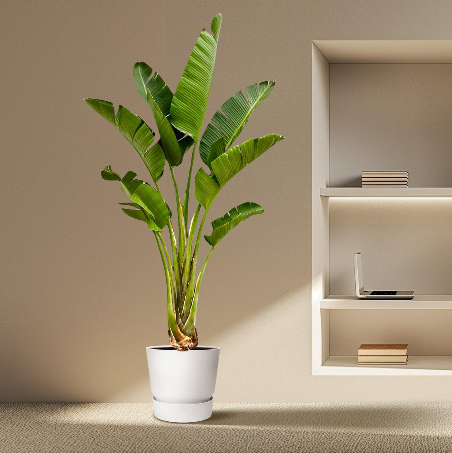 Strelitzia Augusta – 250 cm, Ø 45 cm