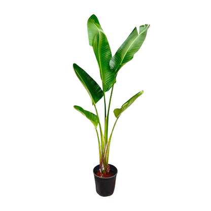 Strelitzia Augusta – 210 cm, Ø 30 cm