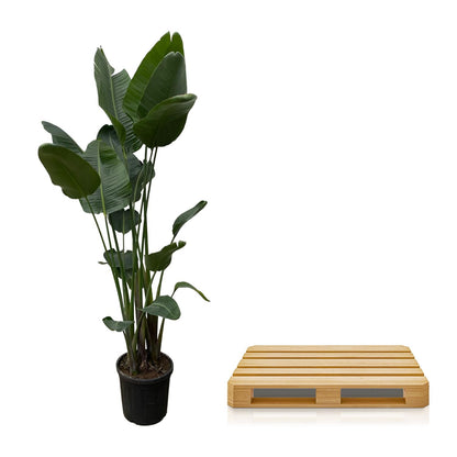 Strelitzia Nicolai XXL – 250 cm, Ø 50 cm