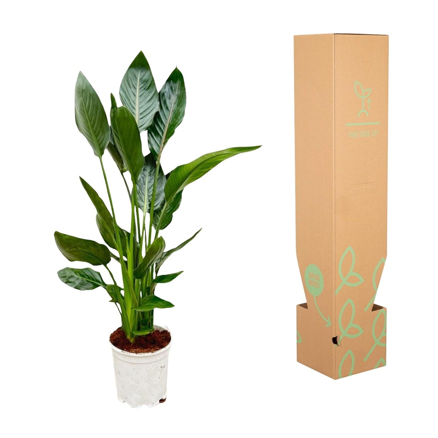 Strelitzia Reginae – 100 cm, Ø 19 cm