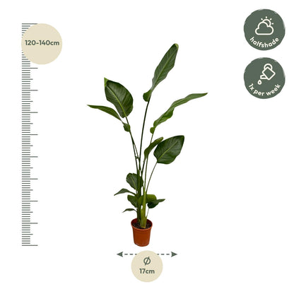 2x Strelitzia Nicolai – 130 cm, Ø 17 cm