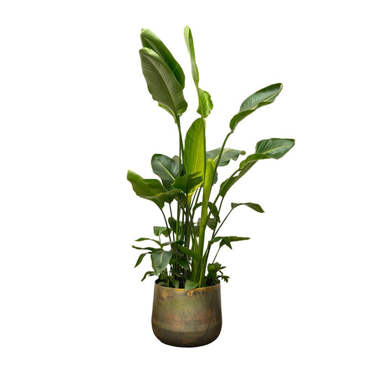 Strelitzia Nicolai de luxe XXL – 250 cm, Ø 40 cm