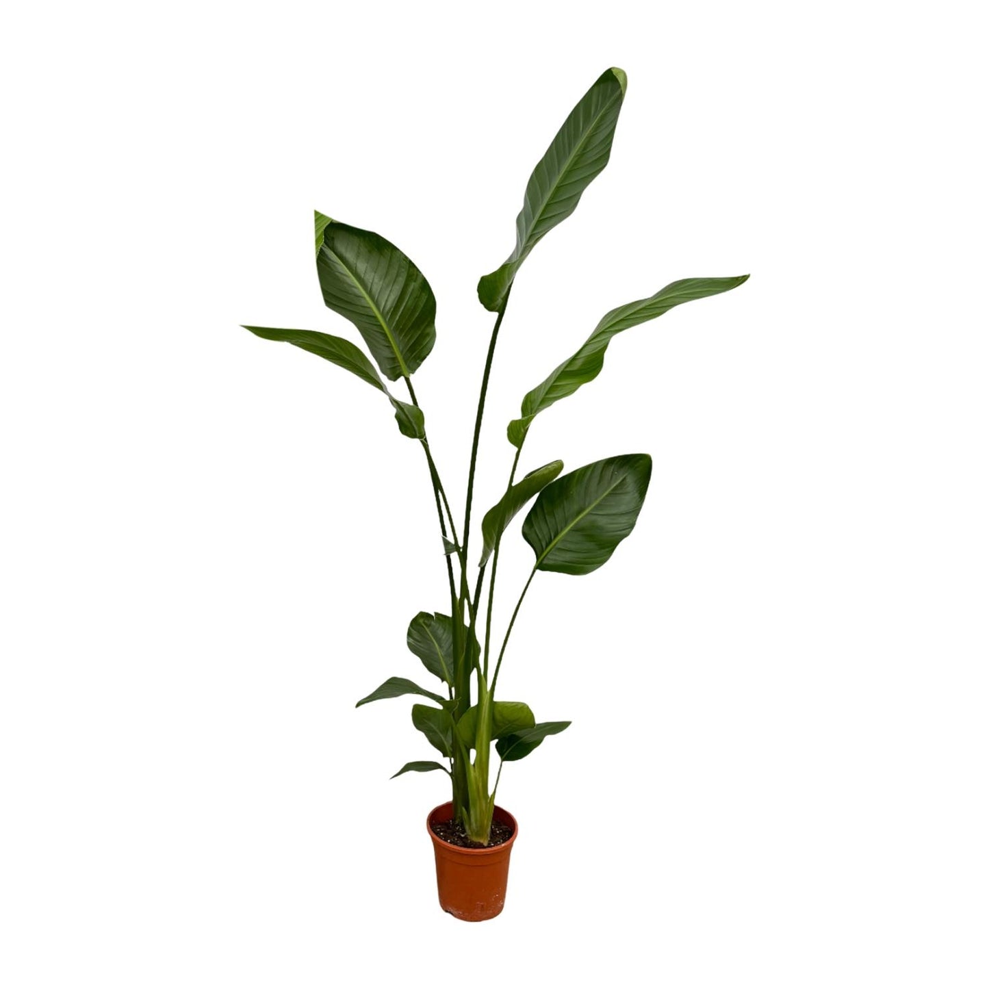 2x Strelitzia Nicolai – 130 cm, Ø 17 cm