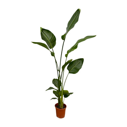 2x Strelitzia Nicolai – 130 cm, Ø 17 cm