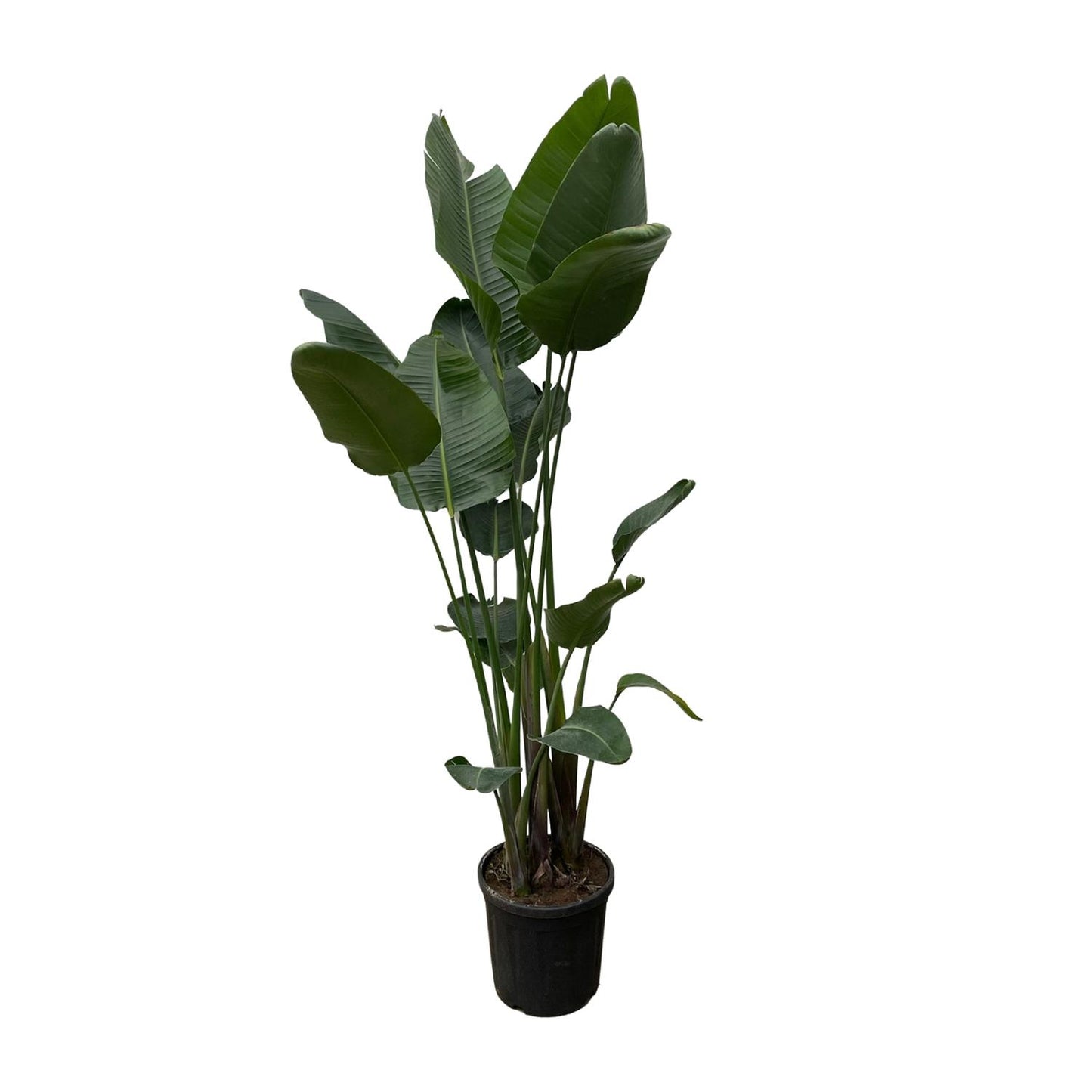 Strelitzia Nicolai XXL – 250 cm, Ø 50 cm
