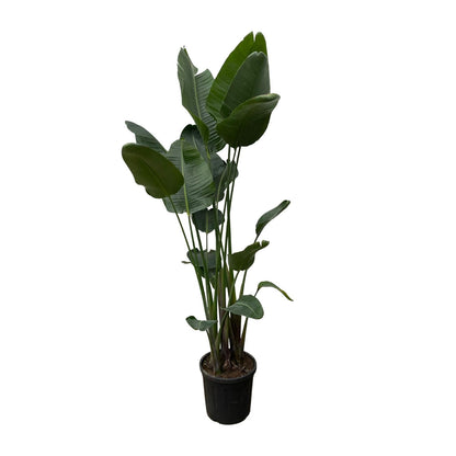 Strelitzia Nicolai XXL – 250 cm, Ø 50 cm