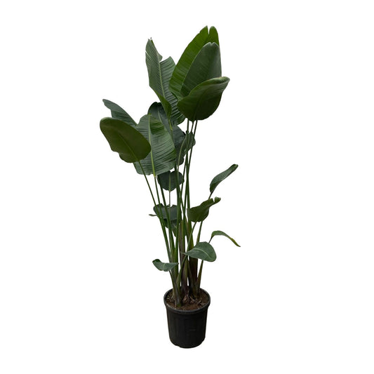 Strelitzia Nicolai XXL – 250 cm, Ø 50 cm
