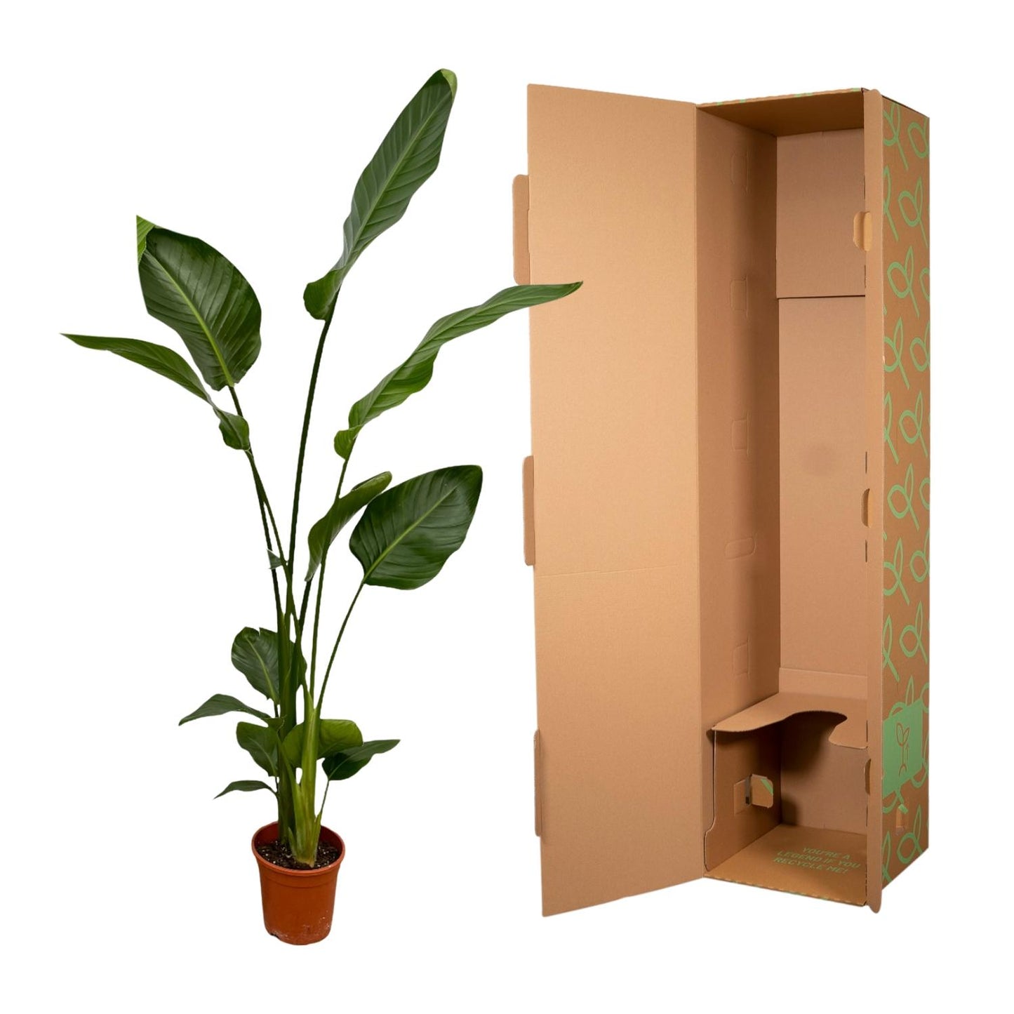 2x Strelitzia Nicolai – 130 cm, Ø 17 cm