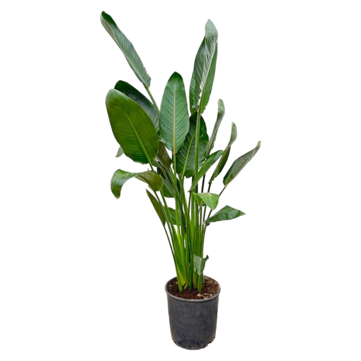 Strelitzia Reginae – 130 cm, Ø 24 cm