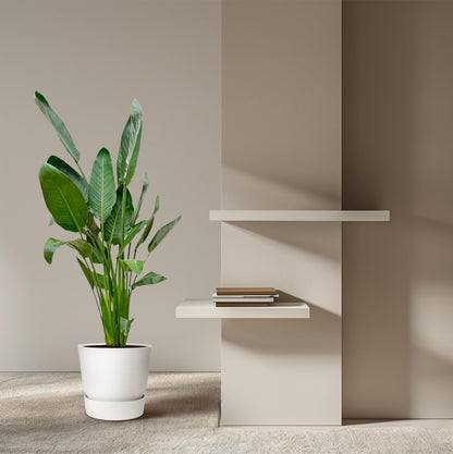 Strelitzia Reginae – 130 cm, Ø 24 cm