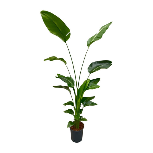 Strelitzia Nicolai – 170 cm, Ø 24 cm