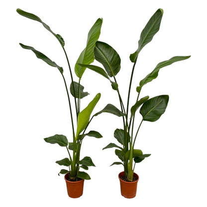 2x Strelitzia Nicolai – 130 cm, Ø 17 cm