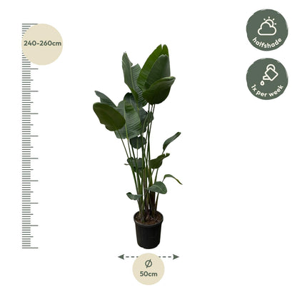 Strelitzia Nicolai XXL – 250 cm, Ø 50 cm