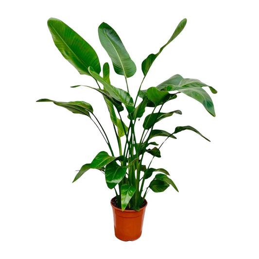 Strelitzia Nicolai – 150 cm, Ø 24 cm