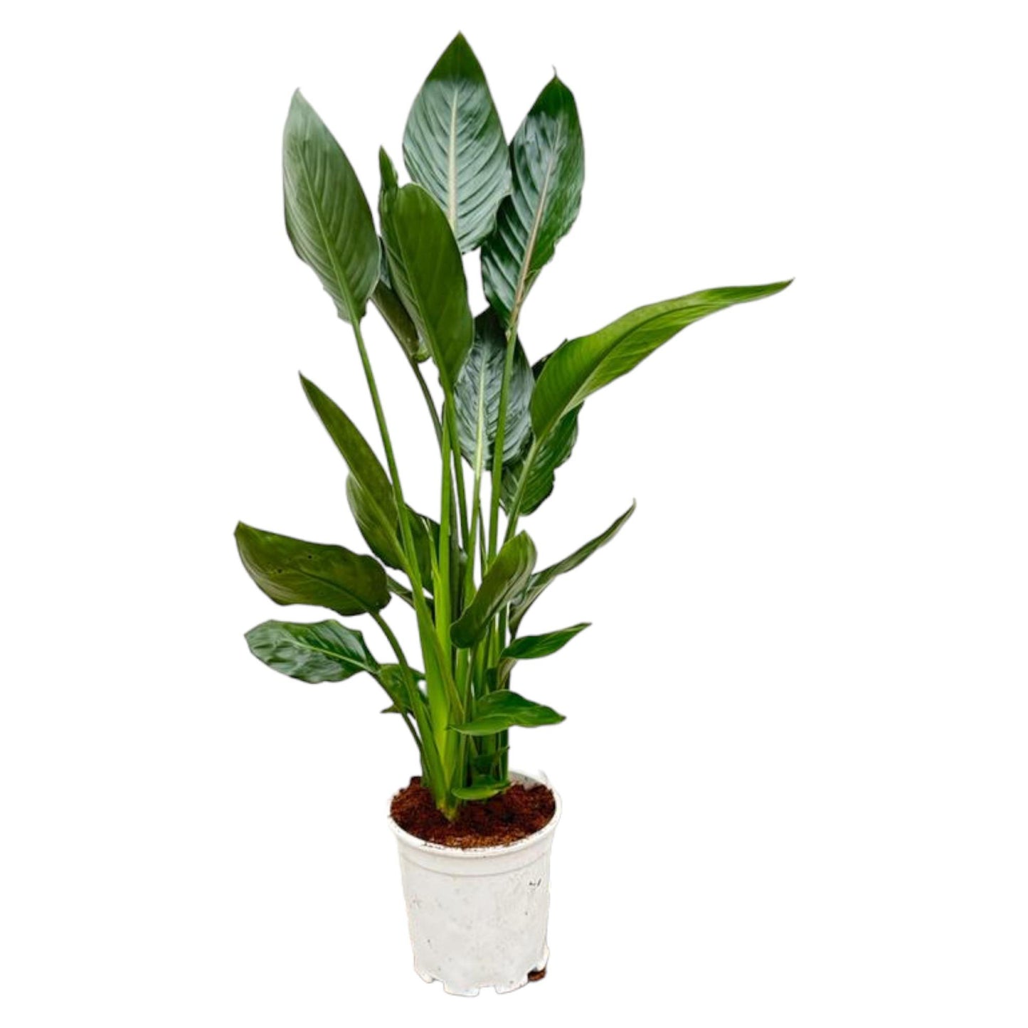 Strelitzia Reginae – 100 cm, Ø 19 cm