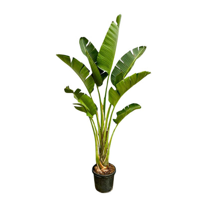 Strelitzia Augusta – 250 cm, Ø 45 cm